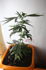 Sativa #1 (semana 7)