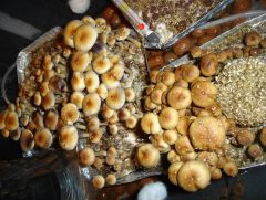 Cubensis (TKS e Ecuador)