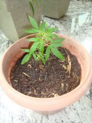 ww auto x critical +  6 semanas macho