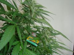 Blueberry Auto2: 3 meses e 3 semanas