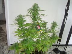 Blueberry Auto1: 4 meses e 1 semanas