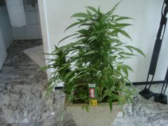 Blueberry Auto2: 3 meses e 3 semanas