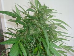 Blueberry Auto2: 3 meses e 3 semanas