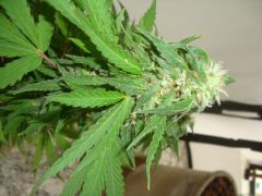 Blueberry Auto1: 4 meses e 1 semanas