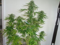 Blueberry Auto1: 4 meses e 1 semanas