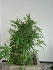 Blueberry Auto2: 3 meses e 3 semanas