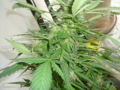 Blueberry Auto2: 3 meses e 3 semanas