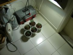 o grow. 400w mi na vega