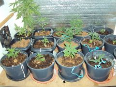 clones e seedlings vegetando.JPG