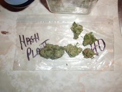 Hash Plant