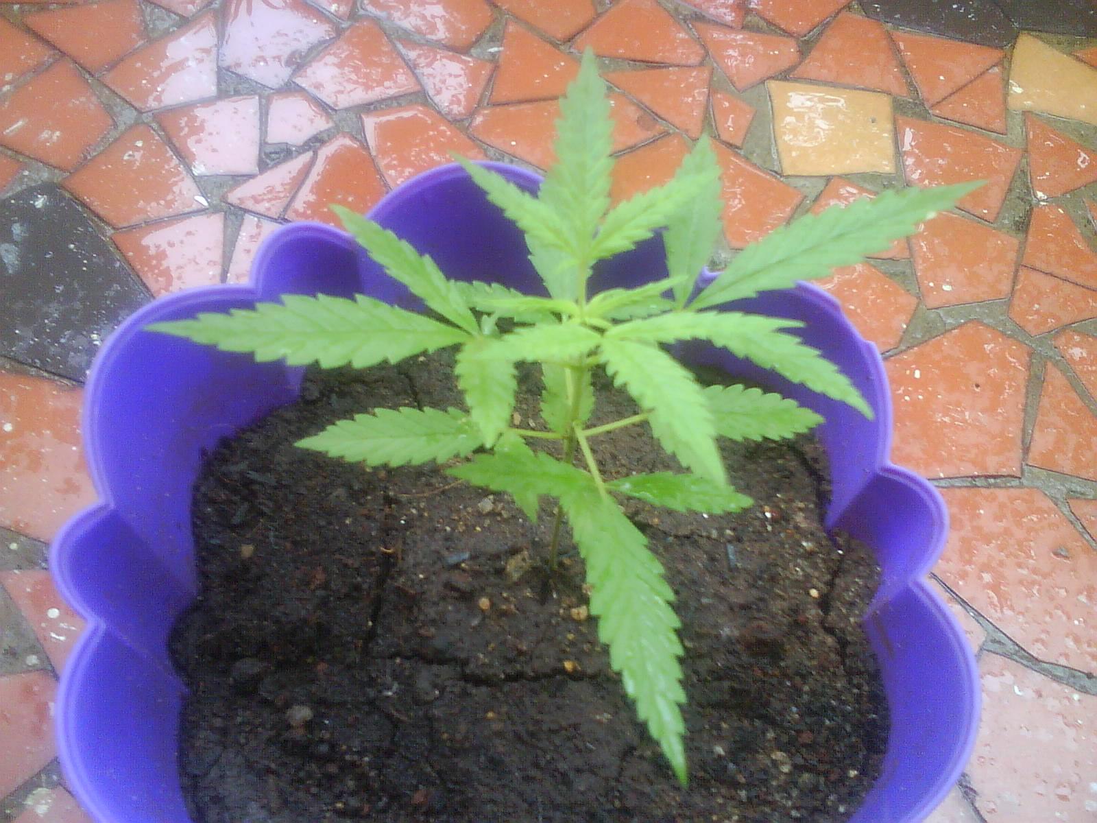 My first grow