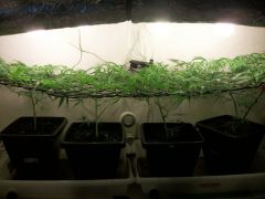 scrog sknk-haze.jpg