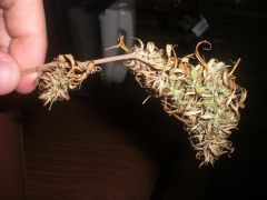 Bud ressecado 4.JPG