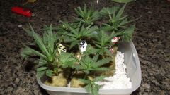 clones crean caramel 8 dias