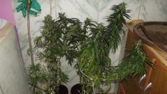 flush de mais 4 plantas