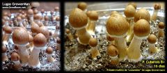 p-cubensis-b+-16dias.jpg