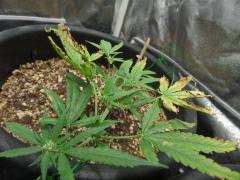 20150921_White_Widow_(10).JPG