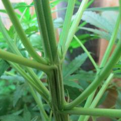 IMG-9329.JPG