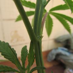 IMG_9354.JPG