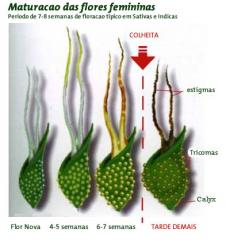 Colheita-Pistilos-Tricomas.jpg