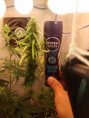 Bud planta 1