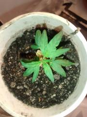 Clone planta 1