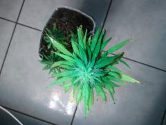 Topbud planta 1