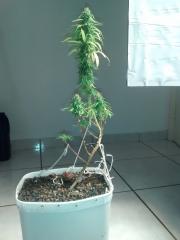 Planta 1 perfil