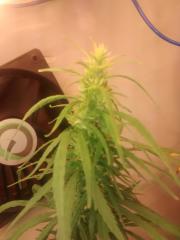 Topbud planta 4