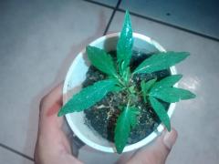 Clone planta 1