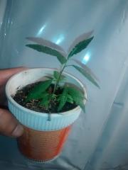 Clone planta 1