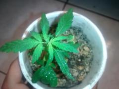 Clone 1 da planta 5