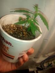 Clone2 planta 5