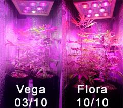 Vega-Flora.jpg