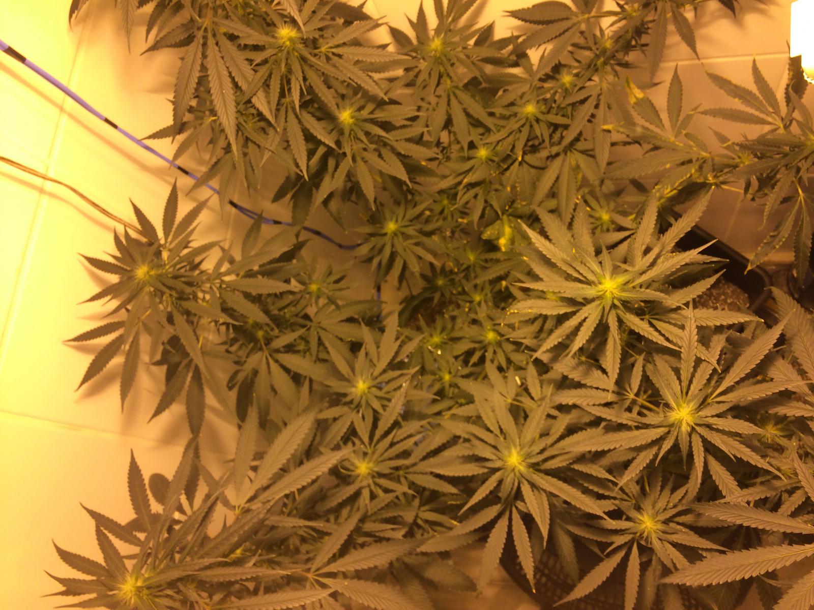 FOTOS CULTIVO ORGÂNICO NANDOKUNK