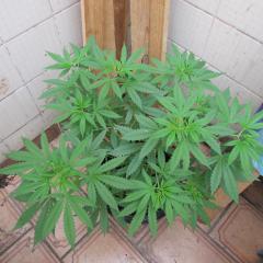 IMG_9554.JPG
