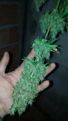 Top Bud  da WS#2