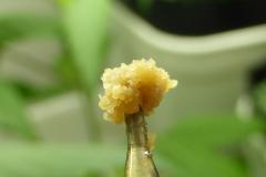 dab vortex wax.JPG