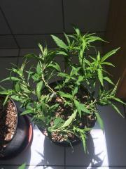 Skunk #1, LST em clone de MonsterCrop.