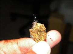 bud+hash