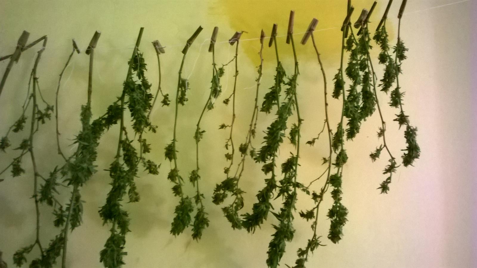 3° cultivo