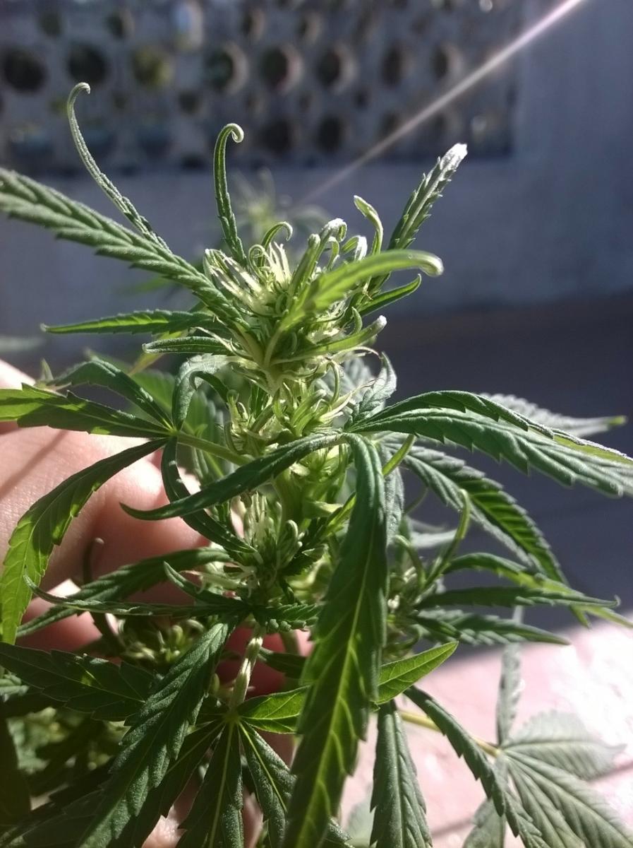 Primeiro grow outdoor