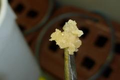 dab blue cheese 15.JPG