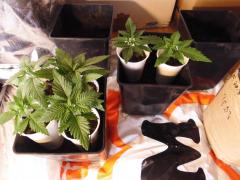 CIMG4186.JPG - 31.01 Transplante dos 6 Skunks(Sensi Seeds) Hermaram veio de um colega de trabalho