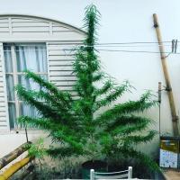 Seeds_gyn