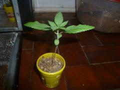 special kush 9 dias