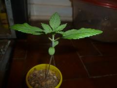 special kush 9 dias