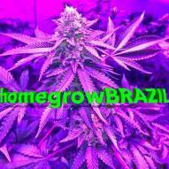 homegrowBRAZIL