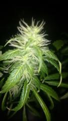 skunk 16/6