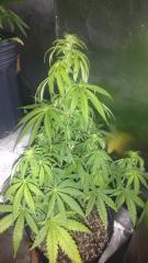 jack herer 16/6